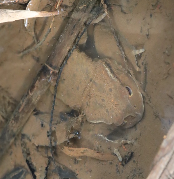 里山Y 一の沢 上の池から下の池に通じる小さな流れ 水遁の術で水中に隠れるアズマヒキガエルの雄_2022年3月24日15時50分頃_気温14度